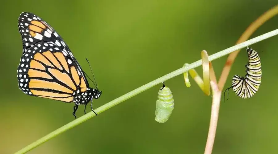 a butterfly with a pupa and caterpillar in a plant stem