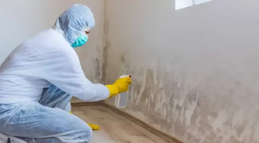 pest control worker spraying chemicals to the wall