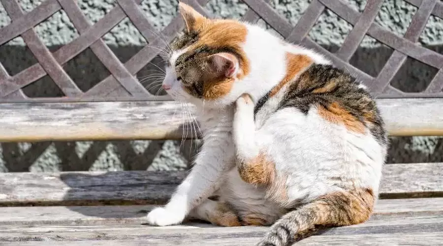 calico cat scratching its neck