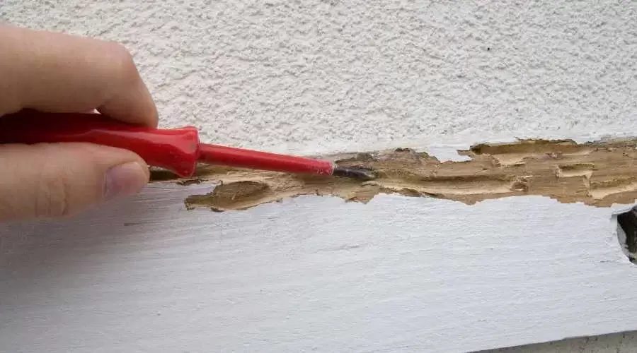 a screwdriver poked into a termite-damaged wood