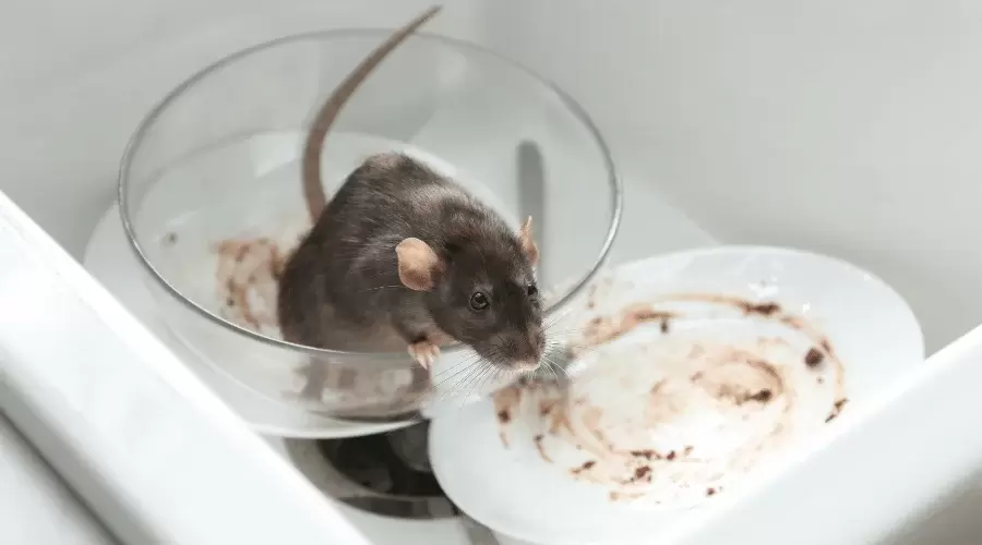 a rat on the unwashed dishes in the sink