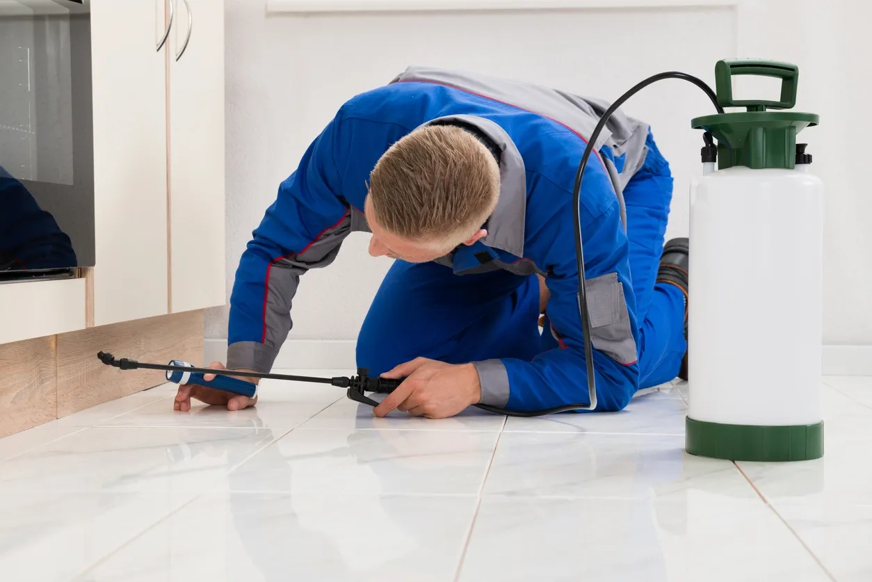 male worker kneeling on floor and spraying pesticide on wooden cabinet