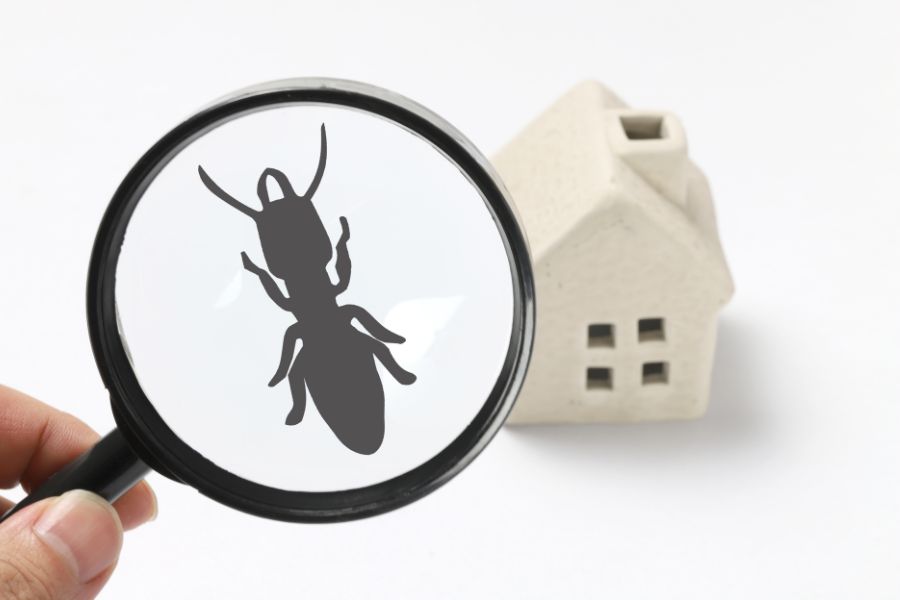 magnifying glass with an icon of an insect